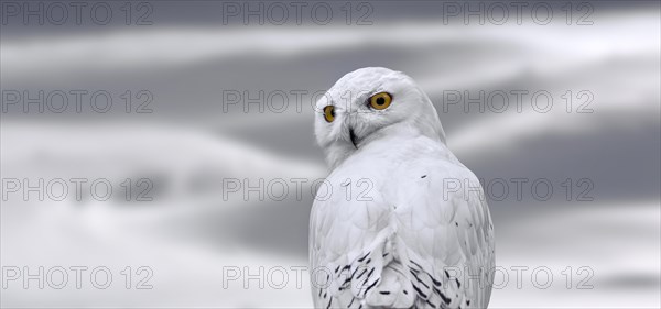 Snowy owl (Bubo scandiacus, Strix scandiaca) on the tundra in the snow in winter, native to Arctic regions in North America and Eurasia. Digital composite