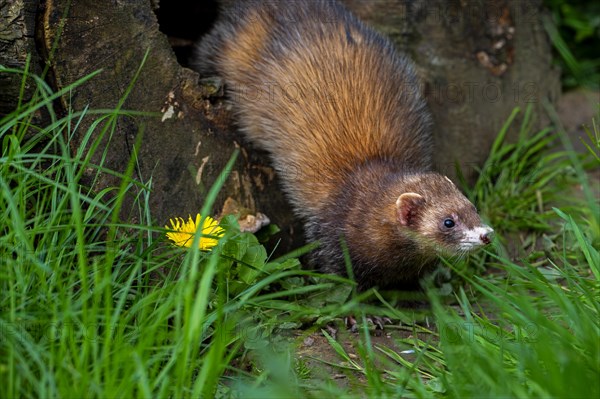 Hunting European polecat (Mustela putorius) leaving hollow tree trunk in search for mice and rodents in forest. Captive