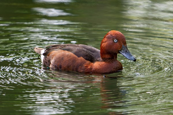 Ferruginous duck, ferruginous pochard, common white-eye, white-eyed pochard (Aythya nyroca) male swimming in pond. Captive