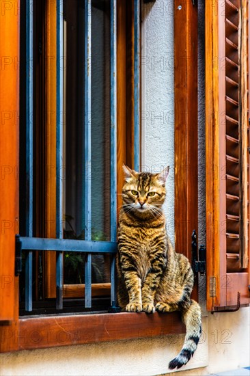 Old town with cat on the windowsill, harbour town Izola, on the Adriatic coast, Slovenia, Izola, Slovenia, Europe