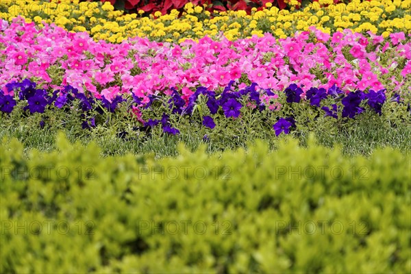 China, Beijing, Forbidden City, UNESCO World Heritage Site, close-up of bright flowers in a garden against a blurred historical backdrop, Asia