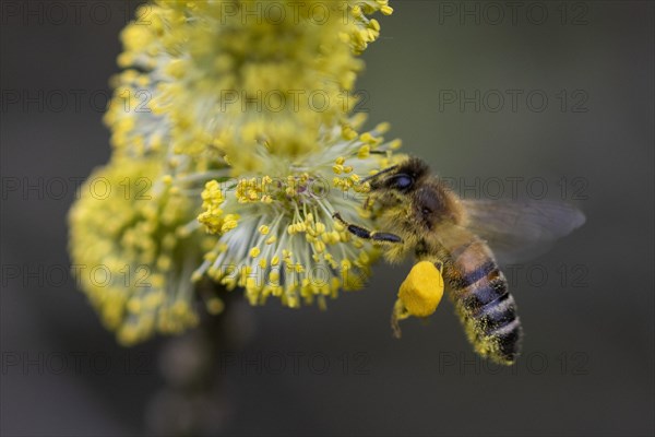 A honeybee collects pollen from a willow in the Hohe Ward nature reserve in Muenster, 08/04/2024