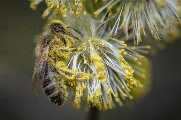 A honeybee collects pollen from a willow in the Hohe Ward nature reserve in Muenster, 08/04/2024