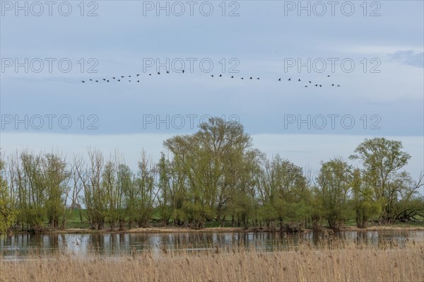 Trees, reeds, water, Elbe, flying cormorants, flock, Elbtalaue near Bleckede, Lower Saxony, Germany, Europe