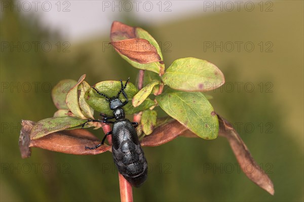 Black oil beetle (Meloe proscarabaeus), female, Valais, Switzerland, Europe