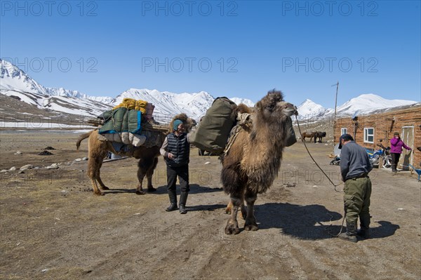 Start of an expedition with two camels to transport luggage in front of mountain peaks in the snow-covered Tavan Bogd National Park, Mongolian Altai Mountains, Western Mongolia, Mongolia, Asia