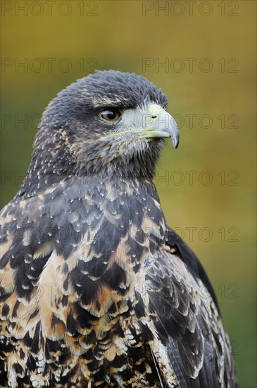 Andean buzzard or black-chested buzzard-eagle (Geranoaetus melanoleucus), immature, portrait, captive, occurring in South America