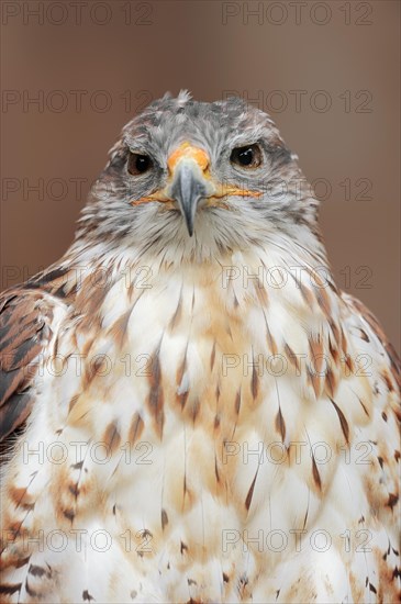 Ferruginous hawk (Buteo regalis), portrait, captive, occurrence in North America