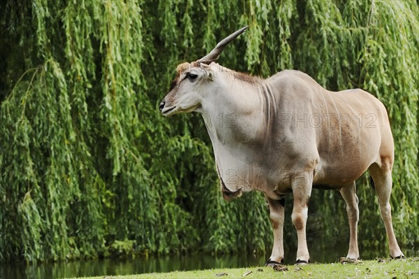 Common eland (Taurotragus oryx), male, captive, occurring in Africa