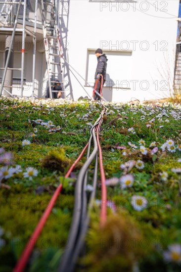 View of cables running through a flowering meadow, solar systems construction, crafts, Muehlacker, Enzkreis, Germany, Europe