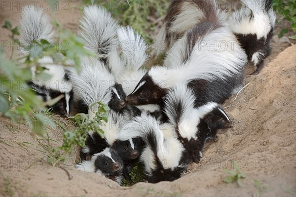 Striped skunk (Mephitis mephitis), female with young at the burrow, captive, occurrence in North America