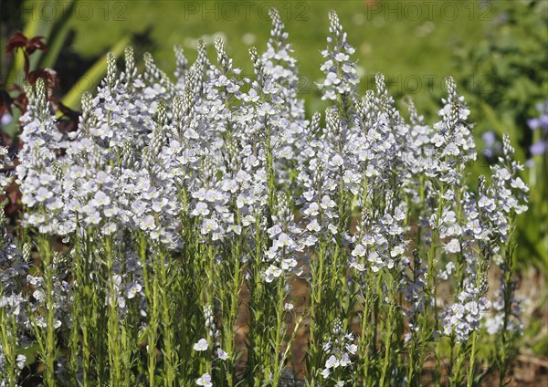 Gentian speedwell, gentian speedwell (Veronica gentianoides) North Rhine-Westphalia, Germany, Europe