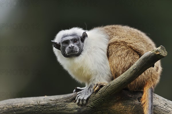 Mantled monkey or bicoloured tamarin (Saguinus bicolor), captive, occurrence in Brazil