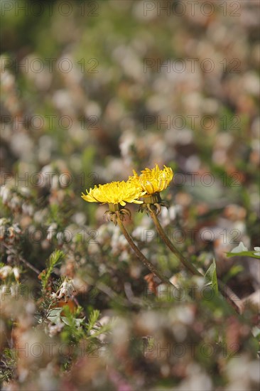 Two common dandelion (Taraxacum officinale), between winter heath (Erica carnea), North Rhine-Westphalia, Germany, Europe