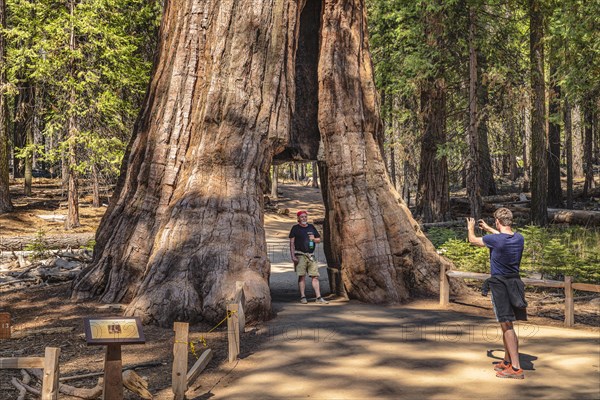 California Tunnel Tree, sequoia tree in Mariposa Grove, Yosemite National Park, California, United States, USA, Yosemite National Park, California, USA, North America
