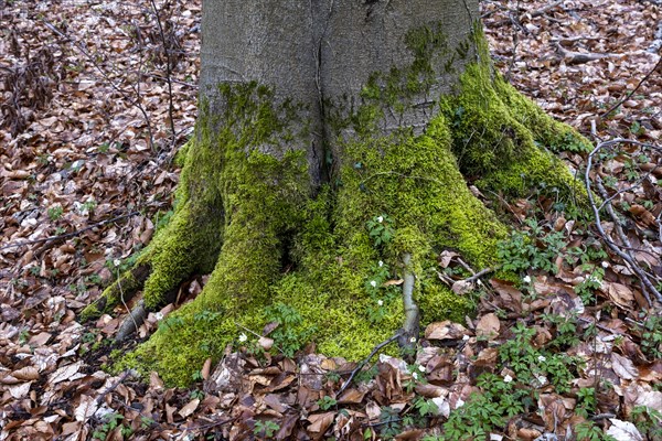 Moss-covered roots on a tree, deciduous leaves, palace gardens, Ludwigslust, Mecklenburg-Vorpommern, Germany, Europe