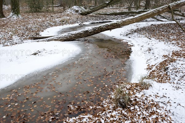 Rotbach, near-natural stream, beech forest, with ice and snow, between Bottrop and Oberhausen, Ruhr area, North Rhine-Westphalia, Germany, Europe