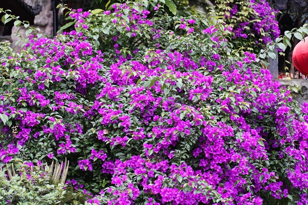 Chongqing, Chongqing Province, China, Asia, Dense cluster of bright purple flowers in an outdoor area, Asia