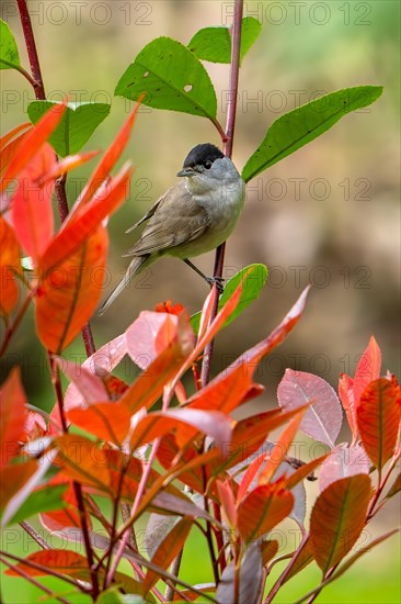 Eurasian blackcap (Sylvia atricapilla, Motacilla atricapilla) adult male perched in bush in garden in spring