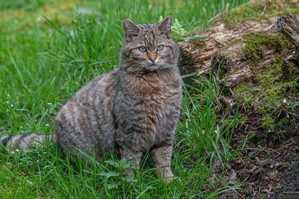 European wildcat, wild cat (Felis silvestris silvestris) sitting in meadow, pasture next to fallen tree trunk. Captive