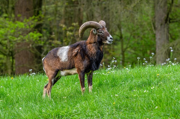 European mouflon (Ovis aries musimon, Ovis gmelini musimon) ram, male with big horns at in meadow at forest's edge in spring