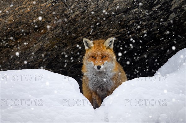 Red fox (Vulpes vulpes) sitting in the snow under rock face in the mountains in winter during snowfall