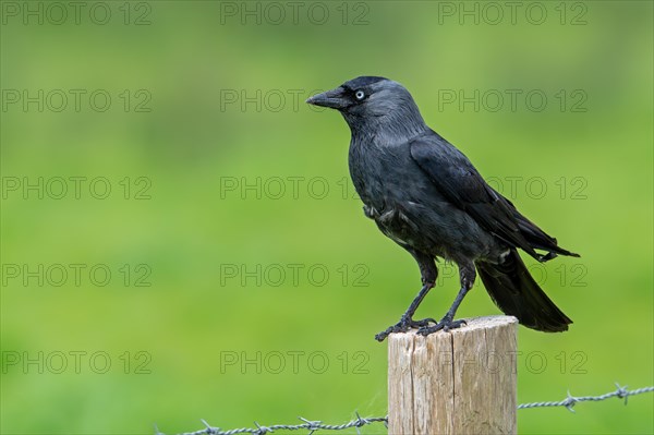 Western jackdaw, European jackdaw (Corvus monedula, Coloeus monedula) perched on wooden fence post along meadow, pasture