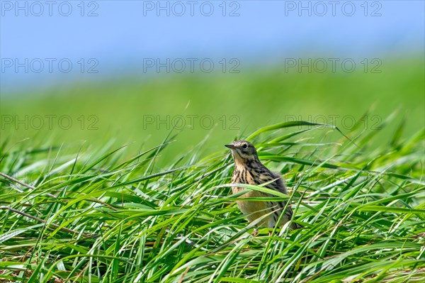 Meadow pipit (Anthus pratensis) foraging in grassland in early spring