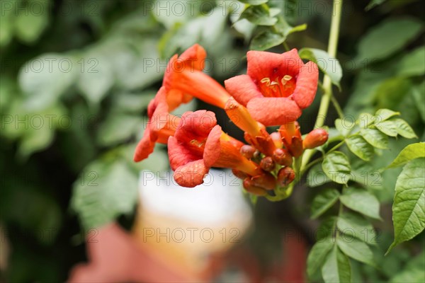 China, Beijing, Forbidden City, UNESCO World Heritage Site, close-up of bright red flowers with green leaves in the background, Forbidden City (Palace Museum) in Beijing, China, Asia