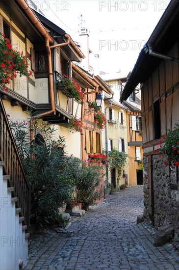 Eguisheim, Alsace, France, Europe, A narrow street lined with traditional houses with plants and red flowers, Europe