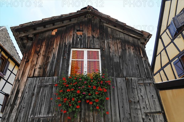 Eguisheim, Alsace, France, Europe, Detail of an old wooden house with window and orange flowers, Europe