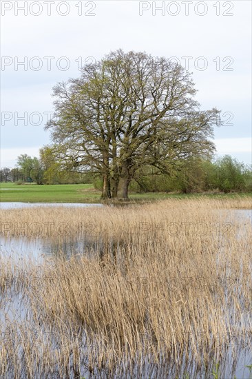 Trees, reeds, water, Elbtalaue near Bleckede, Lower Saxony, Germany, Europe