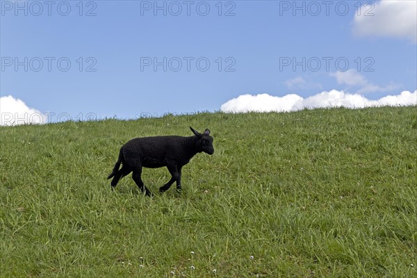 Lamb, black, sheep, Elbe dyke near Bleckede, Lower Saxony, Germany, Europe