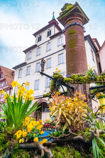 Close-up of a traditional half-timbered house with colourful spring flowers, spring, Calw, Black Forest, Germany, Europe