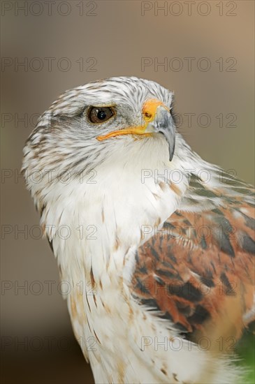 Ferruginous hawk (Buteo regalis), portrait, captive, occurrence in North America