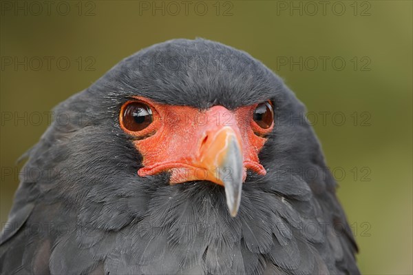 Bateleur (Terathopius ecaudatus), portrait, captive, occurrence in Africa