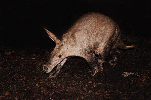 Aardvark (Orycteropus afer), captive, occurrence in Africa