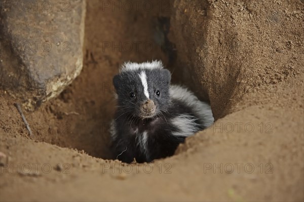 Striped skunk (Mephitis mephitis), juvenile at the burrow, captive, occurrence in North America