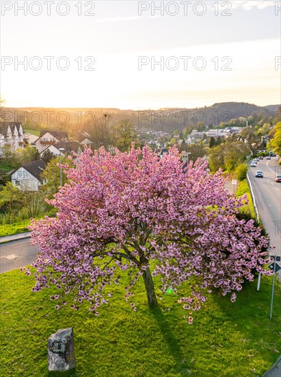 The golden rays of the setting sun illuminate a blossoming tree in a suburban street, spring, Calw, Black Forest, Germany, Europe