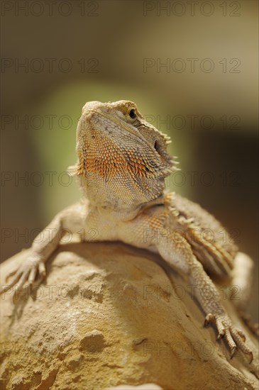 Bearded dragon or striped-headed bearded dragon (Pogona vitticeps, Amphibolurus vitticeps), captive, occurrence in Australia