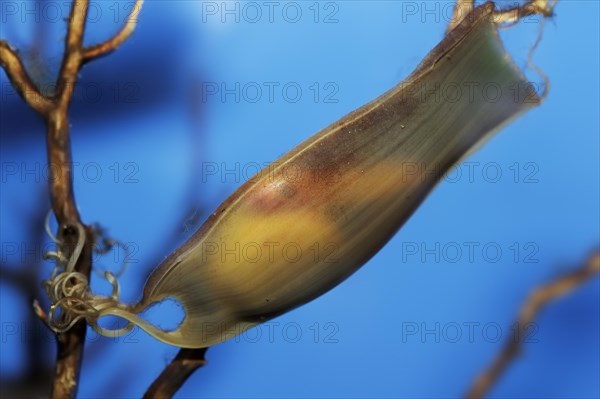 Small-spotted catshark (Scyliorhinus canicula), egg capsule, captive