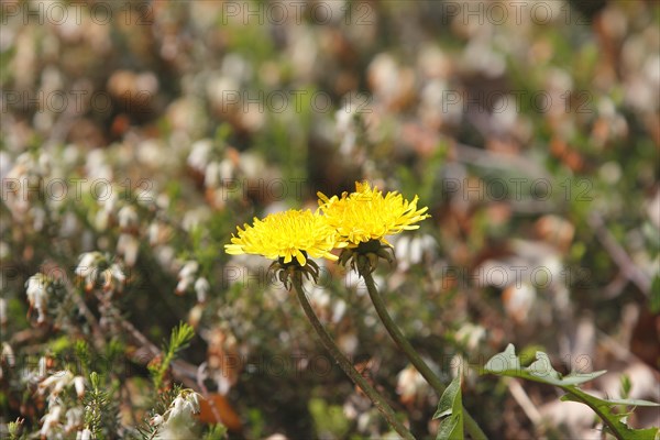 Two common dandelion (Taraxacum officinale), between winter heath (Erica carnea), North Rhine-Westphalia, Germany, Europe