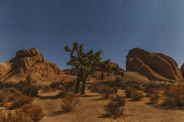 Joshua Tree (Yucca brevifolia), starry sky, Joshua Tree National Park, Mojave Desert, California, United States, USA, Joshua Tree National Park, California, USA, North America