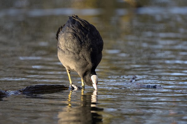 Eurasian Coot rail, coot (Fulica atra), adult bird, territorial behaviour, courtship display, Oberhausen, Ruhr area, North Rhine-Westphalia, Germany, Europe