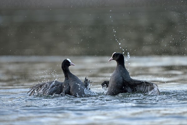 Eurasian Coot rail, coot (Fulica atra), fighting adult birds, rivals, territorial behaviour, courtship, Oberhausen, Ruhr area, North Rhine-Westphalia, Germany, Europe