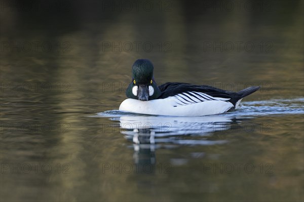 Common goldeneye (Bucephala clangula), drake in mating plumage, Oberhausen, Ruhr area, North Rhine-Westphalia, Germany, Europe