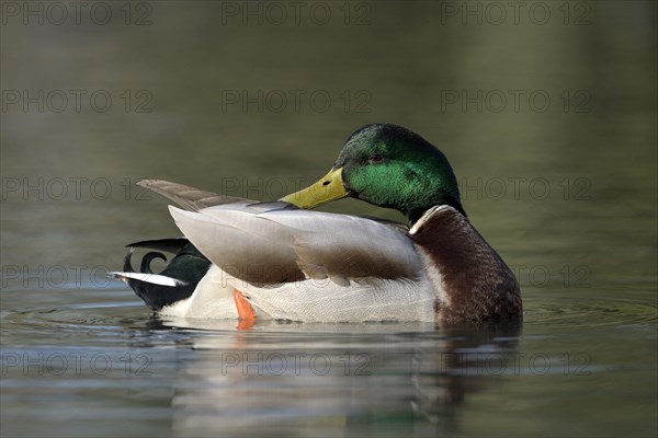 Mallard (Anas platyrhynchos), drake in mating plumage, preening, Oberhausen, Ruhr area, North Rhine-Westphalia, Germany, Europe