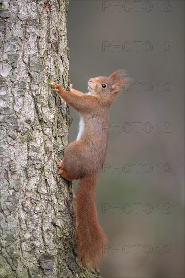 Eurasian red squirrel (Sciurus vulgaris), attentive, on a tree trunk, Dingdener Heide nature reserve, North Rhine-Westphalia, Germany, Europe