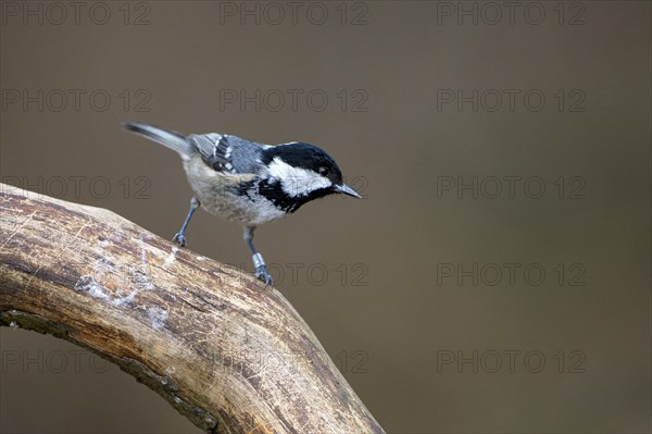 Coal tit (Parus ater), adult bird, Dingdener Heide nature reserve, North Rhine-Westphalia, Germany, Europe