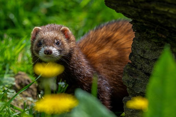 European polecat (Mustela putorius) hunting in meadow with wildflowers in spring. Captive